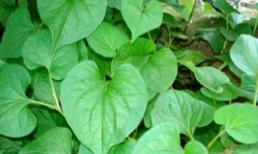 Diếp cá có thể giảm triệu chứng và biến chứng của sởi