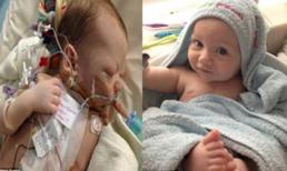 Vá tim em bé bằng tim bò