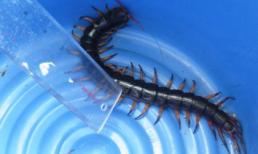 Bắt được rết khổng lồ dài 22 cm ở Phú Yên