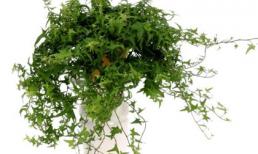 5 loại cây xanh nên trồng để làm sạch không khí trong nhà