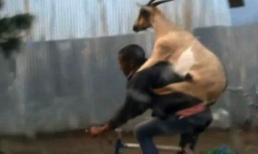 Tròn mắt nhìn chàng trai cõng dê đi dạo phố