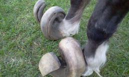 Móng ngựa mọc xoăn tít do bị viêm nhiễm