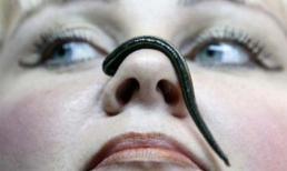 Rùng mình với mặt nạ dưỡng da từ côn trùng