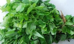 Tác động tiêu cực của rau ngót với sức khỏe