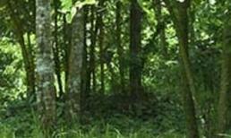 Chặt cây trúng bom phát nổ, 1 người tử vong 