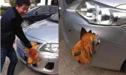 Chú gà vẫn sống sót kỳ diệu sau khi "tông" thủng xe hơi