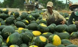 Dưa hấu cuối vụ tăng giá, thương lái tranh mua