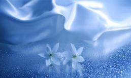 Những cánh hoa mong manh