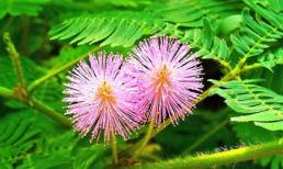 4 loài cây có khả năng đặc biệt giống con người