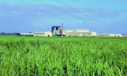 Bầu Đức chi 6.000 tỷ đồng chăn nuôi bò