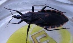 Hàng trăm hộ dân đã bị bọ xít hút máu người tấn công