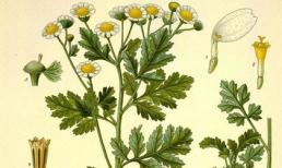 Giải pháp mới cho bệnh đau nửa đầu