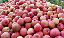 Hoa quả Trung Quốc nhiễm độc cao gấp 2 - 3 lần quy định vẫn... an toàn?