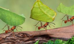 Những nguồn thuốc kháng sinh bất ngờ