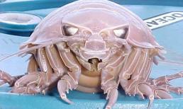 Sốc với loài rận biển khổng lồ có thể dài tới 40cm và nặng 1,7kg