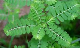 Người khỏe chớ dùng cây chó đẻ