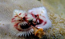 Tuyển tập sinh vật biển đảm bảo làm bạn thích thú và giật mình