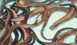 Rùng mình lươn Trung Quốc uống thuốc tránh thai, sống trong bể hóa chất