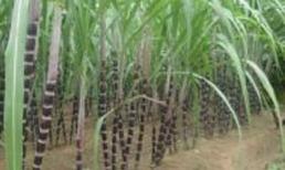 Nghi án một phụ nữ bị hiếp, giết trong ruộng mía