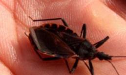 Phòng ngừa bọ xít hút máu: những điều cần biết