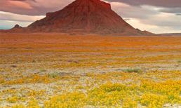 Ngất ngây giữa sa mạc… nở hoa