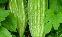 Chữa mất ngủ hiệu quả với mướp đắng