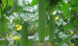 Đau lưng: Nghĩ ngay đến bài thuốc từ cây mướp