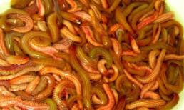 Những đặc sản sâu đầy 'ma lực' của ẩm thực Việt