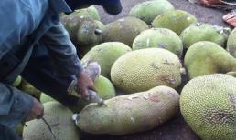 Bơm hóa chất Trung Quốc để mít non chín siêu tốc