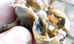 Rợn người vắt bò lổm ngổm trong mai cua