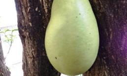 Đào tiên lạ ở Quảng Bình: Cuốn tròn, ôm trọn thân cây