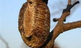 Tang phiêu tiêu - Vị thuốc của quý ông