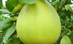 Khỏi viêm loét dạ dày tá tràng nhờ… quả bưởi