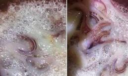 Mực tươi sủi bọt như tắm xà phòng