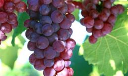 Siêu lợi ích từ thực phẩm màu tím