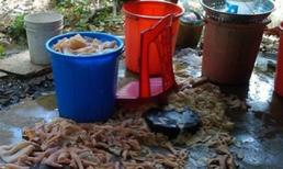 Rợn người khi chứng kiến cách chế biến nem chua Thanh Hóa