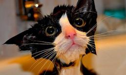 Cười té ghế với những chú mèo bị ướt như chuột lột