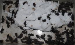 Bọ xít hút máu người có thể gây tử vong