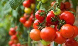 Nguy cơ ngộ độc từ những thực phẩm thường ngày