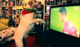 Chú chó ăn mừng bàn thắng của Bồ Đào Nha gây sốt