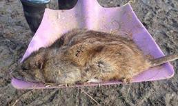 'Chuột quái vật' tấn công nước Anh