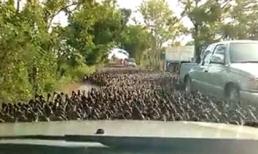 Đường phố Thái Lan tắc nghẽn vì hàng trăm ngàn con vịt đổ xuống đường