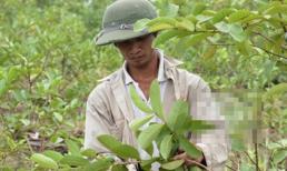 Cận cảnh trang trại ổi và cuộc sống của Lệ Rơi tại Hải Dương