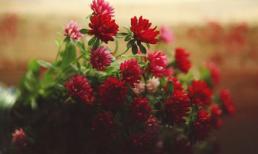 Tử vi 12 chòm sao ngày 28/6