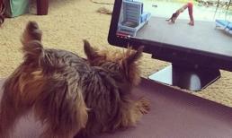 Cười vỡ bụng khi động vật cũng tập yoga (P.4)