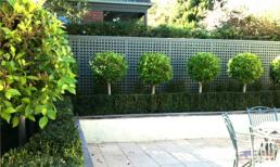 Trang trí sân vườn bằng những mẫu tỉa cây cảnh đẹp