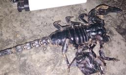 Bò cạp 'khủng' ở Phú Yên: Dài hơn 10cm, càng to như càng cua lớn