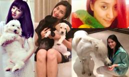 Vật nuôi cưng của sao Việt nào đáng yêu nhất?