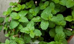 9 công dụng gia đình hữu ích của bạc hà