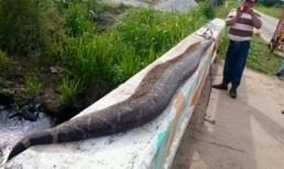 Xôn xao vụ giết chết rắn khổng lồ nuốt chửng trẻ em